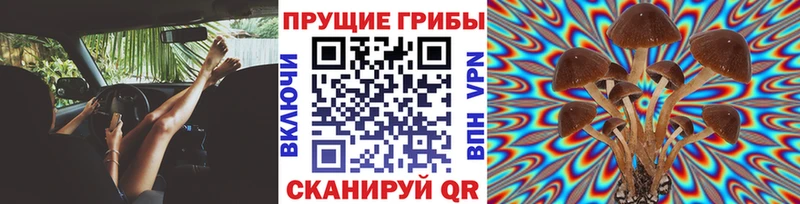 Псилоцибиновые грибы GOLDEN TEACHER  Купить закладки  Кочубеевское 